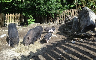 our own pot-bellied pigs