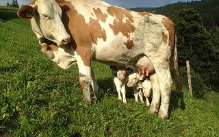 Eggerhof cows